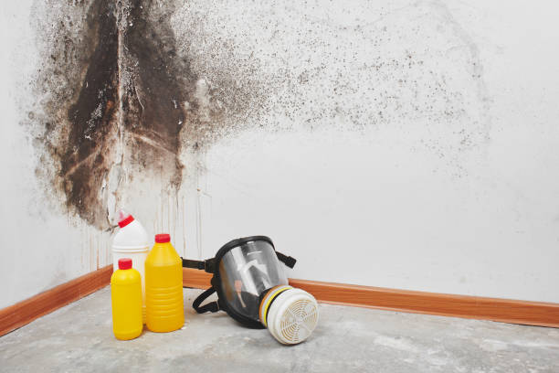 Best Emergency Mold Remediation in Fennville, MI