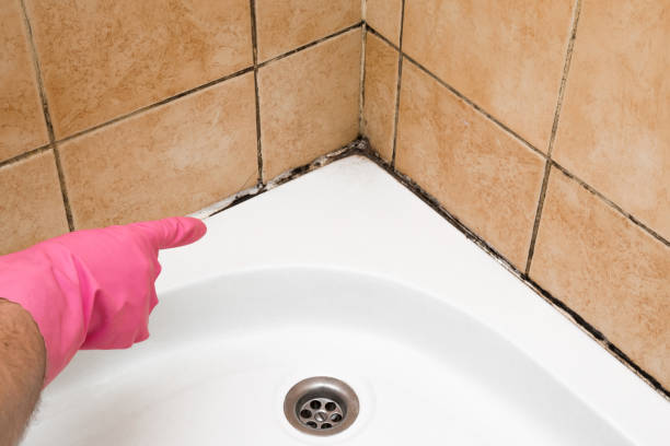 Best Black Mold Remediation in Fennville, MI