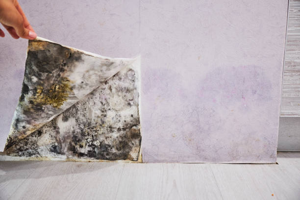 Best Commercial Mold Remediation in Fennville, MI